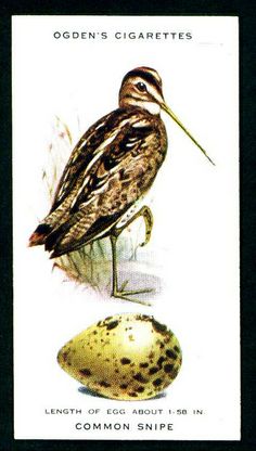 Cigarette Card - Common Snipe | Flickr - Photo Sharing! Shorebirds, Vintage Illustrations, Junk Art, Pet Birds, Animals Wild