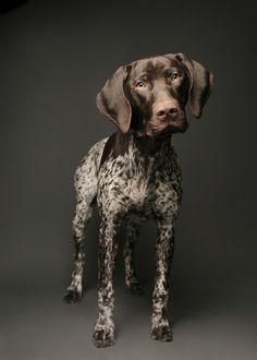 a brown and black dog standing in front of a gray background