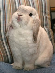 a white rabbit sitting on top of a couch
