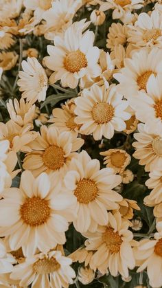 a bunch of flowers that are yellow and white