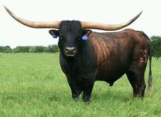 a bull with large horns standing in the middle of a grassy field, looking at the camera