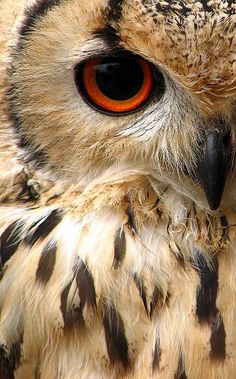 Indian Eagle Owl - http://www.facebook.com/pages/Pour-la-protection-des-animaux-et-de-la-nature/120423378016370 Eagle, People, Bird, Dogs, Nature, Happiness, Birds, Wildlife, Beautiful Birds