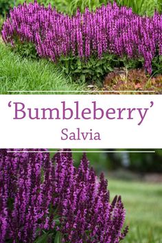 some purple flowers are in the grass and there is a sign that says bumbleberry salvia