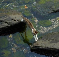a cat drinking water from a pond filled with rocks