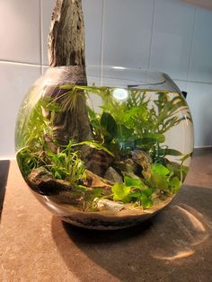 an aquarium filled with plants on top of a counter next to a small tree stump