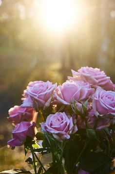 Golden Hours Pink Roses, Bonito, Vintage, Floral, Beautiful Flowers, Beautiful Roses, Beautiful Nature, Bloom, Love Flowers