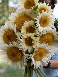 Flora, Sunflowers, Planting Flowers, Gardening, Seeds, Types Of Sunflowers, Perennial Sunflower, Types Of Flowers, White Sunflowers