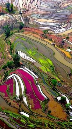 an aerial view of rice terraces in the mountains, with colorfully colored plants growing on them