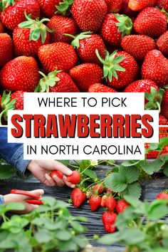 Looking for the best strawberry farms in North Carolina? This article details pick-your-own strawberry fields in North Carolina including any additional you will need to know before you visit. Enjoy a day of family fun picking strawberries and the bounty of supporting local NC farmers! Summer, North Carolina, Destinations, Farms, Canada Destinations, Durham, Canada, Strawberry Fields
