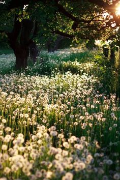 dandelions Places, Inspiration, Serenity, Nature Beauty, Naturaleza, Fotografie, Fotografia, Beautiful Places