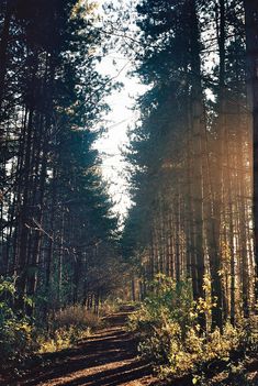 lovely woods The Great Outdoors, Odense, Nature Photography, Country, Forest, Scenic, Scenery