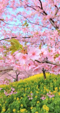 pink flowers are blooming on the branches of trees in front of green grass and yellow flowers