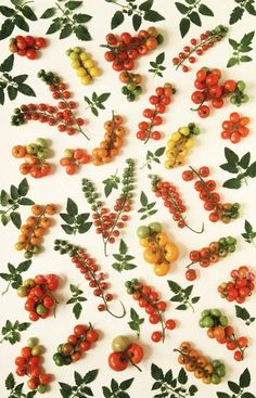 various types of berries and leaves on a white surface with green leaves, oranges, and red berries