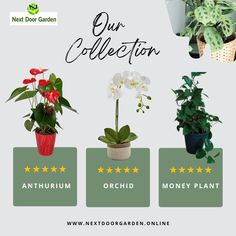 Choose from our beautiful collections of Anthurium, Orchids, and Money Plants with additional tips on how to take care of your plants. For more info, visit us at: 🌐www.nextdoorgarden.online ☎️+61 423 092 354 📧 nxtdoorgarden@gmail.com #nextdoorgarden #houseplant #garden #hangingplants #gardentips #gardenlife #iloveplant #instaplant #freeshipping #plant #gardening #nature #neighborhood #flower #environtmental #sharing #lovegardening #gardeningismytherapy Money Plant