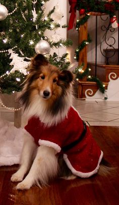 a dog wearing a red sweater sitting in front of a christmas tree