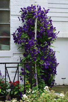 purple flowers growing on the side of a white building