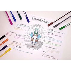an image of a diagram with markers and pens on it that shows the parts of a human head