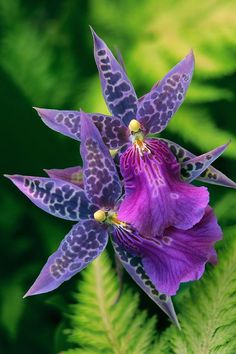 Purple Orchid Design, Amazing Flowers, Tuin