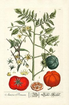 an illustration of tomatoes and other vegetables