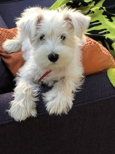 a small white dog sitting on top of a couch