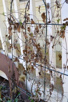 vines growing on the side of an old white picket fence in front of a house