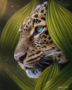 a close up of a leopard's face with green leaves in the foreground