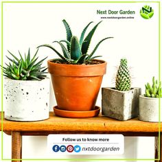 Take proper care of your plants. Please water them only when the soil is completely dry. On a daily basis, check the soil for dryness. Pour only half of the glass once it's ready. For more info, visit us at: 🌐www.nextdoorgarden.online ☎️+61 423 092 354 📧 nxtdoorgarden@gmail.com #nextdoorgarden #houseplant #garden #hangingplants #gardentips #iloveplant #instaplant #freeshipping #plant #gardening #nature #neighborhood #flower #environtmental #sharing #lovegardening #gardeningismytherapy Planter Pots, Plant