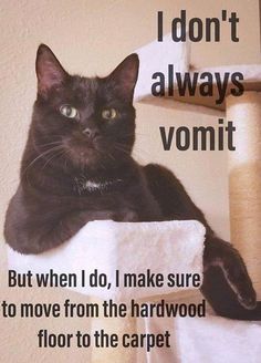 a black cat sitting on top of a scratching post with the caption i don't always vomitt but when i do, i make sure to move from the hardwood floor to the carpet