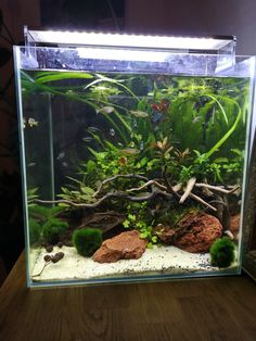 an aquarium with plants and rocks in it