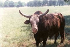 a cow with large horns standing in the grass