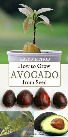 how to grow avocado from seed in a pot with the title easy method