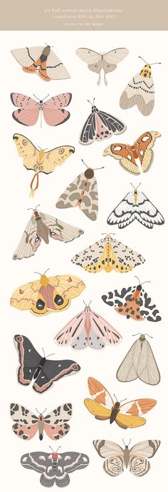 an image of many different types of moths