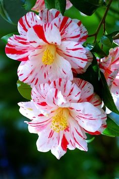 Camellia Japonica ‘Aoyama’
