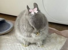 a small bunny sitting on top of a towel