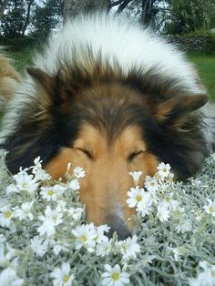 a dog laying in the grass with its eyes closed and his head resting on some white flowers