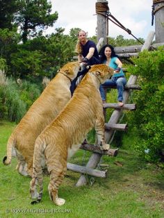 two people are sitting on a wooden bench with two large cats standing next to them