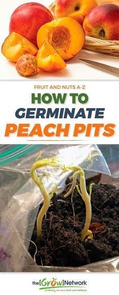 how to germinate peach pits