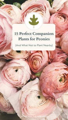 pink flowers with the title 15 perfect companion plants for peonies and what not to plant nearby