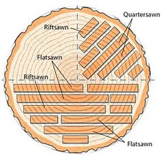 the structure of a tree trunk