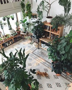 many houseplants and plants are in pots on the floor
