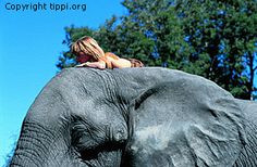 a woman is sitting on top of an elephant's head and it looks like she has fallen asleep