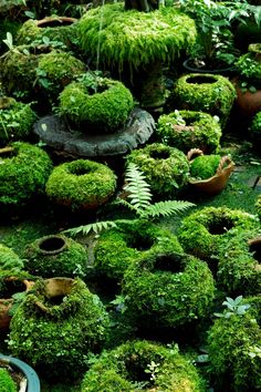 Outdoor, Garden Ornament, Gardening, Shaded Garden, Moss Garden, Moss Terrarium, Garden Plants, Growing Moss, Diy Garden Decor
