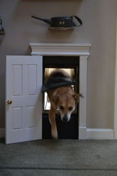 a dog is standing in an open door