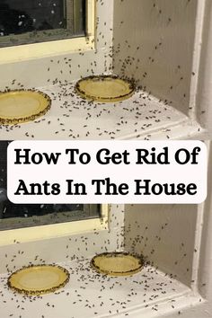 how to get rid of ants in the house
