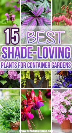 the best shade - loving plants for container gardens