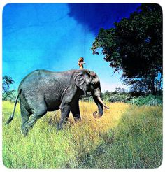 an elephant is walking through the grass with a woman on its back and trees in the background