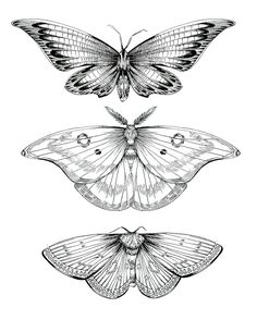 Scientific Illustration Tattoo Designs, Tattoo Sketches, Moth Tattoo, Moth Tattoo Design, Moth Drawing, Tattoo Drawings, Art Tattoo