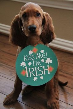 a brown dog holding a sign that says kiss me i'm irish on it