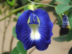 Blue Butterfly Pea Health Benefits Tropical Flowers, Roses, Flores, Ternate, Rose, Butterfly Pea Flower, Butterfly Pea, Plant Leaves