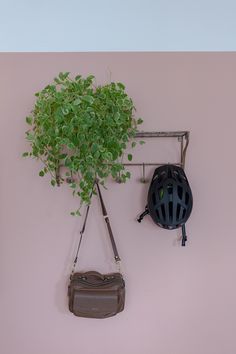 a bike helmet hanging on the wall next to a plant and a bicycle saddle bag